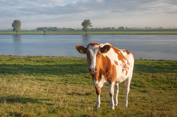 Fototapeta na wymiar Red Holstein cow on the banks of a river