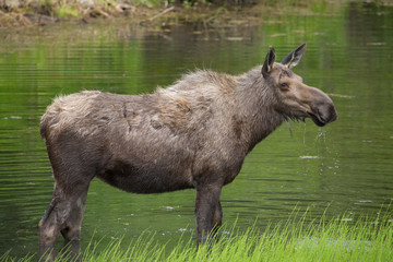 Fototapeta premium close up portrait of a moose standing in a lake