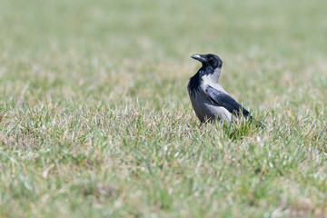Nebelkrähe (Corvus cornix) auf einer Wiese
