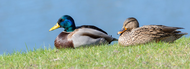 Stockenten Paar (Anas platyrhynchos) an einem Teich