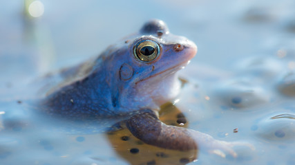 Moorfrösche in blauer Färbung zur Paarungszeit