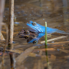 Moorfrösche in blauer Färbung zur Paarungszeit