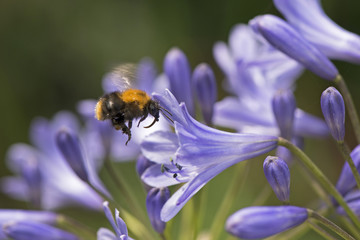 A bee on a agapanthus