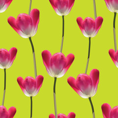 Realistic tulips vector seamless pattern
