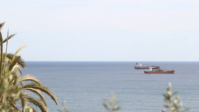 Two ships anchored offshore and swimming in the calm ocean. Part of palm tree and other plants in foreground.