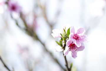 flowers. flowering peach tree.