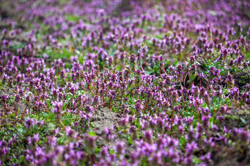 Obraz premium Purple flowers field