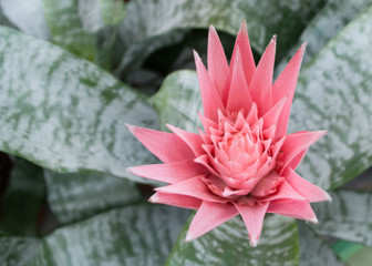 Aechmea. Bromeliad flower in bloom in springtime (Aechmea fasciata, Bromeliaceae)