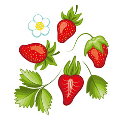 Set of ripe sweet strawberry and flower with leaves. Vector.