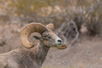 Desert Bighorn Sheep Ram