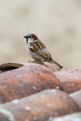 An adult male House Sparrow on a roof. Extremadura (Spain).