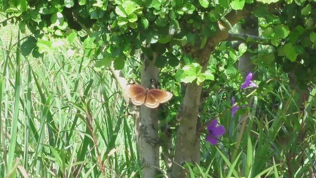 Big brown butterfly