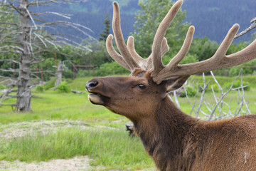 Naklejka na ściany i meble close up view of reindeer