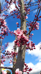 Spring blossoming cherry tree pink flowers shot close-up on blue sky background