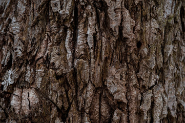 Old rough wood texture. Wooden texture. Wooden background. Tree texture. Tree background. Crack tree texture. Old tree texture. Old tree background. Exotic tree texture. Nature texture background.