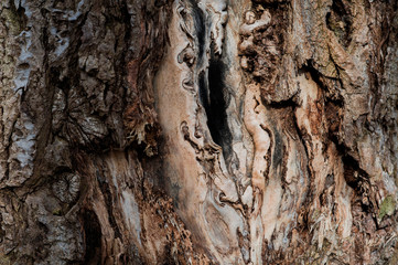 Old rough wood texture. Wooden texture. Wooden background. Tree texture. Tree background. Crack tree texture. Old tree texture. Old tree background. Exotic tree texture. Nature texture background.