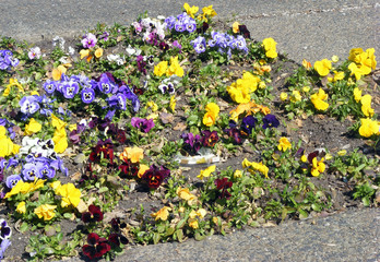 Pansy flowers field with colour