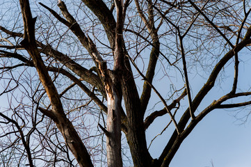 brunch of tree in dry season, background is blue sky.