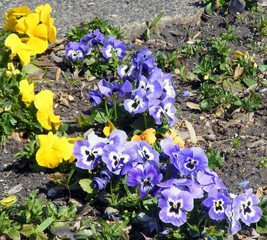 Pansy flowers field with colour