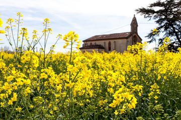Obraz premium France.Champ de Colza en fleur. Tarn-et-Garonne