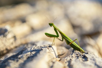 Praying Mantis on rocks