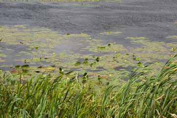 Water lilies in the lake