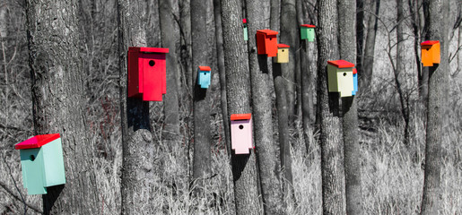 colorful bird boxes in the woods - 107098583