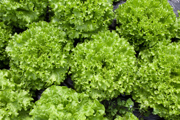 France. Culture sous serre. Tarn et Garonne