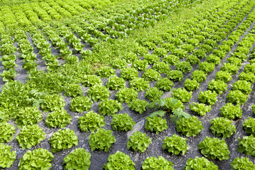 France. Culture sous serre. Tarn et Garonne