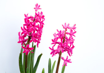 Fototapeta premium Giacinti