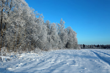 Landscape of snow-covered field and trees are spruce and birch