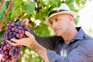 Obraz premium Man standing in vineyard