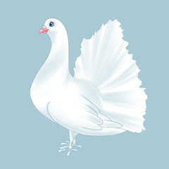 Purebred dove white bird cartoon illustration animal character 