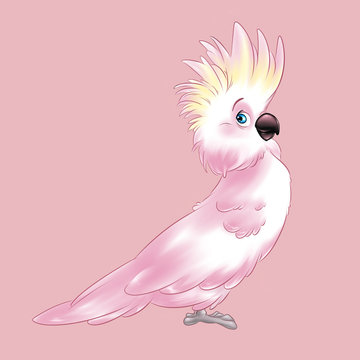 Pink cockatoo parrot cartoon illustration animal character 