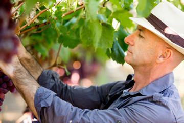 Man standing in vineyard