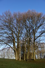 A group of trees in a park