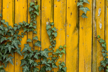 common ivy on yellow wood wall