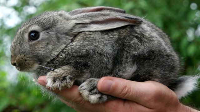 Rabbit. Animal in man hands