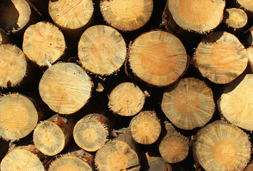 Background of dry firewood logs in a pile
