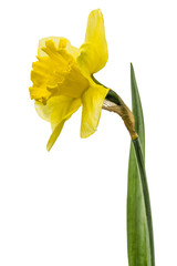 Flower of yellow Daffodil (narcissus), isolated on white backgro