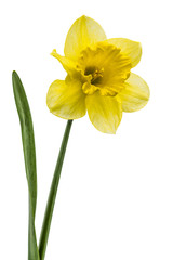 Bloem van gele narcis (narcissus), geïsoleerd op een witte backgro