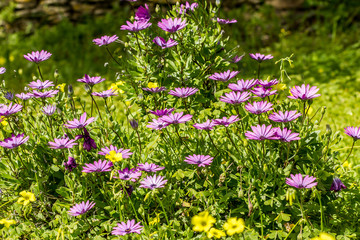 Naklejka premium bundle of purple lilac daisy