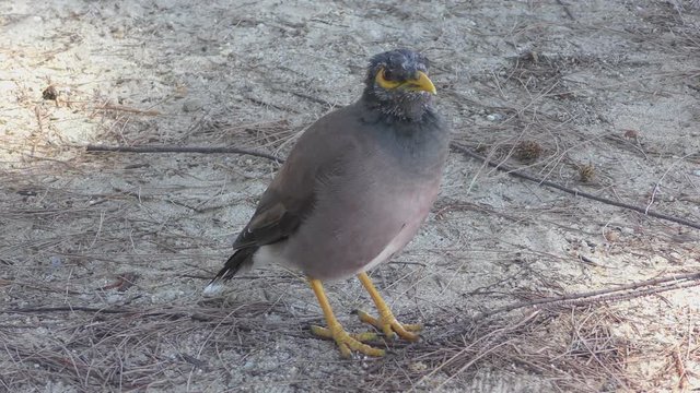 Common Myna bird close-up