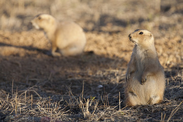 Black tailed prairie dog standing on hind legs keeping watch near a burrow while a second prairie dog forages in the background.