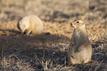 Black tailed prairie dog standing on hind legs keeping watch near a burrow while a second prairie dog forages in the background.