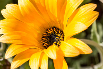 detail of a yellow gerbera with a black center 4