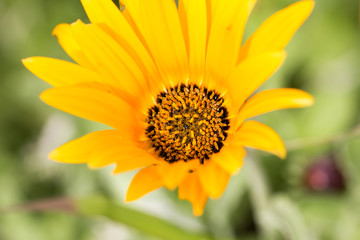 detail of a yellow gerbera with a yellow center 3