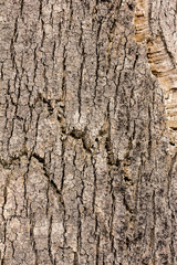 texture of cork on a tree