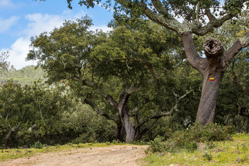tree on a hiking path with hiking marks