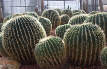 Cactus in the outdoor garden